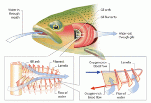 How Do Fish Breathe? The Science Behind Gills - NESS Journal