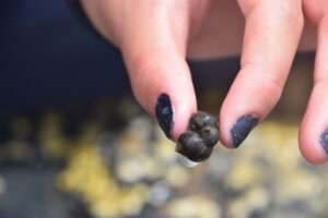 AdventureFitNESSSnorkleingRamIsland_0064