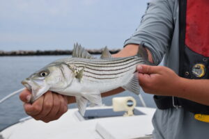 StripedBass_0207