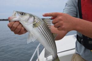 StripedBass_0209
