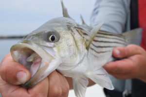 StripedBass_0213